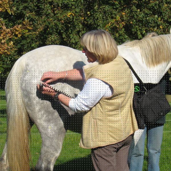 equine-training.jpg